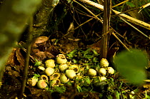 Stock of Hazel nuts stored by a rodent in forest, Auvergne, France