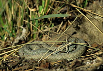Smooth snake {Coronella austriaca} Camargue, france