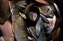 Various fish caught in the Camargue lagoons: Zander (Stizostedion lucioperca), Seabream (Sparus aurata), European eel (Anguilla anguilla), Shad (Alosa fallax) France