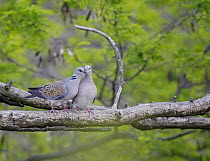 Turtle Dove (Streptopelia turtur) pair, Pusztaszer, Hungary, May 2008
