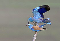European Roller (Coracias garrulus) pair in courtship, Pusztaszer, Hungary, May 2008, Digitally manipulated - One part of a branch removed