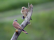 Kestrel (Falco tinnunculus) pair perched, Pusztaszer, Hungary, May 2008