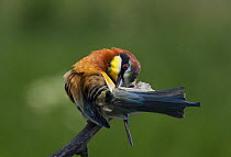 European Bee-eater (Merops apiaster) preening, Pusztaszer, Hungary, May 2008