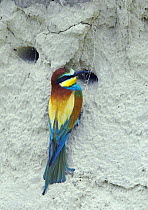 European Bee-eater (Merops apiaster) at nest hole in sand bank, Pusztaszer, Hungary, May 2008