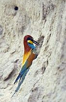 European Bee-eater (Merops apiaster) digging out nest hole in sandy bank, Pusztaszer, Hungary, May 2008