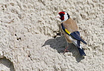 Goldfinch (Carduelis carduelis) perched on sandy bank, Pusztaszer, Hungary, May 2008
