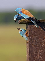 European Roller (Coracias garrulus) pair with intruder Roller in nestbox, Hungary May 2008