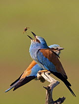 European Roller (Coracias garrulus) pair with courtship gift of insect prey, Pusztaszer, Hungary, May 2008