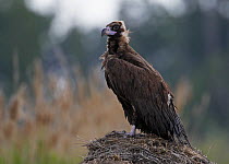 Black vulture (Aegyptus monachus) perched on nest, Pusztaszer, Hungary, May 2008