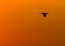 Grey Heron (Ardea cinerea) silhouette in flight at sunset, Pusztaszer, Hungary, May 2008