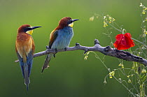 European Bee-eater (Merops apiaster) perched beside poppy flower, Pusztaszer, Hungary, May 2008