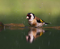 Goldfinch (Carduelis carduelis) bathing, Pusztaszer, Hungary, May 2008