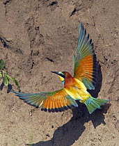 European Bee-eater (Merops apiaster) flying to nest hole in bank, Pusztaszer, Hungary, May 2008