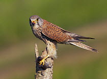 Kestrel (Falco tinnunculus) perched, Pusztaszer, Hungary, May 2008