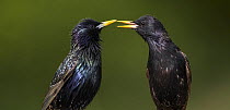 Two Common Starling (Sturnus vulgaris) interacting, Pusztaszer, Hungary, May 2008