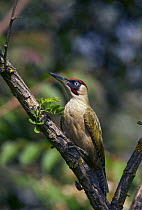 Green Woodpecker (Picus canus)) in tree, Pusztaszer, Hungary, May 2008