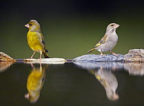 Greenfinch (Carduelis chloris) male and female at water, Pusztaszer, Hungary, May 2008
