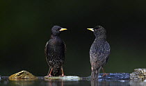 Two Common Starling (Sturnus vulgaris) at water, Pusztaszer, Hungary, May 2008