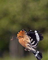 Hoopoe (Upupa epops) in flight with insect prey, Pusztaszer, Hungary, May 2008
