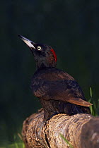 Black Woodpecker (Dryocopus martius) Pusztaszer, Hungary, May 2008