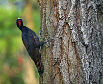 Black Woodpecker (Dryocopus martius) on tree trunk, Pusztaszer, Hungary, May 2008