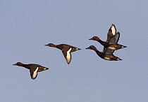 Ferruginous duck (Aythya nyroca) flock in flight, Pusztaszer, Hungary, May 2008