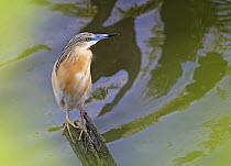 Squacco Heron (Ardea ralloides) perched beside water, Pusztaszer, Hungary, May 2008