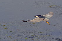 Black crowned night heron (Nyctocorax nycticorax) flying over water, Pusztaszer, Hungary, May 2008