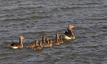 Greylag Goose (Anser anser) adults on water with goslings, one in front, one behind, Pusztaszer, Hungary, May 2008