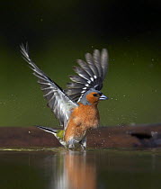 Chaffinch (Fringilla coelebs) male taking off from water, Pusztaszer, Hungary, May 2008