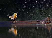 Robin (Erithacus rubecula) at water with spray in the air, Pusztaszer, Hungary, May 2008