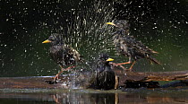 Starlings (Sturnus vulgaris) bathing, Pusztaszer, Hungary, May 2008