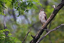 Sparrowhawk (Accipiter nisus) perched in tree, Pusztaszer, Hungary, May 2008