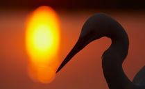 Silhouette of Great Egret (Ardea alba) at sunset, Pusztaszer, Hungary, May 2008