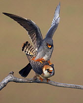 Red-footed falcon (Falco vespertinus) mating pair, Hortobagy NP, Hungary, May 2008