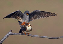 Red-footed falcon (Falco vespertinus) mating pair, Hortobagy NP, Hungary, May 2008