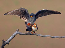 Red-footed falcon (Falco vespertinus) mating pair, Hortobagy NP, Hungary, May 2008. Magic Moments book plate.
