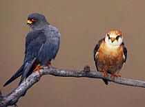 Red-footed Falcon (Falco vespertinus) pair perched, male on left, Hortobagy NP, Hungary, May 2008
