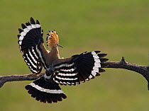 Hoopoe (Upupa epops) landing on branch, rear view with wings open, Hortobagy NP, Hungary, May 2008