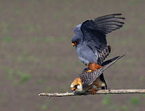 Red-footed Falcon (Falco vespertinus) mating pair, Hortobagy NP, Hungary, May 2008