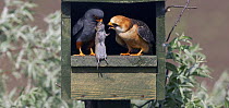 Red-footed Falcon (Falco vespertinus) male brings vole prey to female in nestbox, Hortobagy NP, Hungary, May 2008