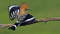 Hoopoe (Upupa epops) landing on branch, Hortobagy NP, Hungary