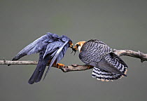 Red-footed Falcon (Falco vespertinus) rear view of male (left) passing prey to female, Hortobagy NP, Hungary