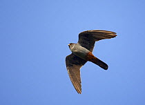 Red-footed Falcon (Falco vespertinus) low angle shot of male in flight, Hortobagy NP, Hungary