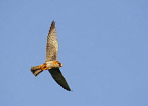 Red-footed Falcon (Falco vespertinus) low angle shot of female in flight, Hortobagy NP, Hungary