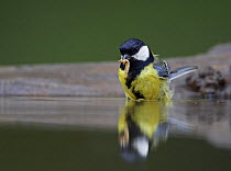 Great Tit (Parus major) at water with insect prey, Pusztaszer, Hungary, May 2008