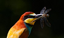 European Bee-eater (Merops apiaster) with Dragonfly prey, Pusztaszer, Hungary, May 2008. Magic Moments book plate.