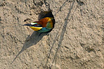 European Bee-eater (Merops apiaster) emerging from nest hole in bank, Pusztaszer, Hungary, May 2008