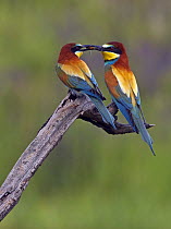European Bee-eater (Merops apiaster) pair, male passing Dragonfly prey to female, Pusztaszer, Hungary, May 2008