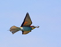 European Bee-eater (Merops apiaster) in flight with insect prey, Pusztaszer, Hungary, May 2008